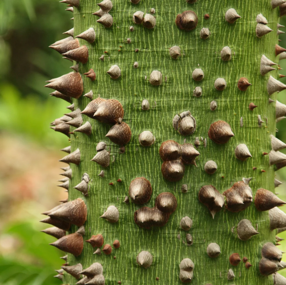 Arete Ceiba Caída PLATEADO