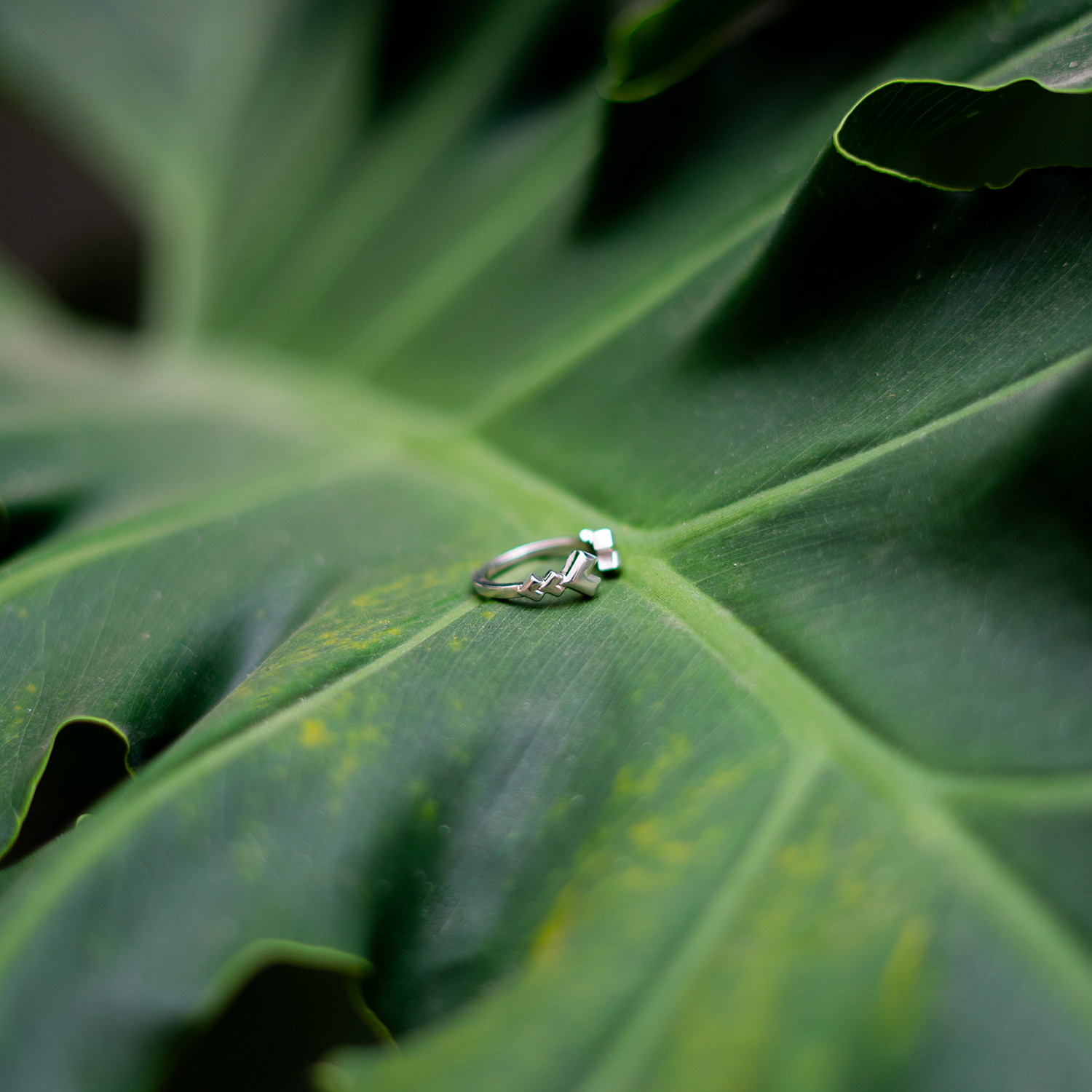 Anillos